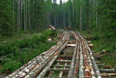 Особенности проектирования и строительства лежневых дорог в болотистой местности